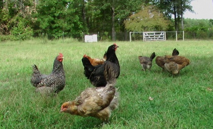 organic chicken farm